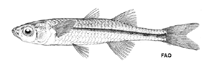To FishBase images (<i>Craterocephalus honoriae</i>, by FAO)