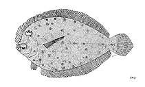 To FishBase images (<i>Crossorhombus howensis</i>, by FAO)