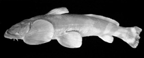 To FishBase images (<i>Creteuchiloglanis macropterus</i>, by Ng, H.H.)