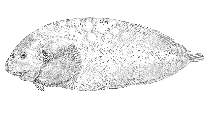 To FishBase images (<i>Crystallichthys mirabilis</i>, Alaska, by Bull. U.S. Bur. Fish.)