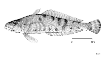 To FishBase images (<i>Cryothenia peninsulae</i>, by FAO)