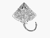 To FishBase images (<i>Cruriraja triangularis</i>, South Africa, by SFSA)