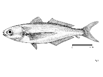 To FishBase images (<i>Cubiceps gracilis</i>, by FAO)