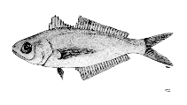To FishBase images (<i>Cubiceps kotlyari</i>, by FAO)