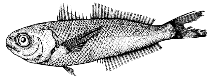 To FishBase images (<i>Cubiceps nanus</i>, by Agafonova, T.B.)