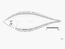 To FishBase images (<i>Cynoglossus acutirostris</i>, by FAO)