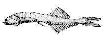 To FishBase images (<i>Cyclothone alba</i>, Canada, by Canadian Museum of Nature, Ottawa, Canada)