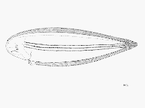 Image of Cynoglossus trulla (Macau sole)