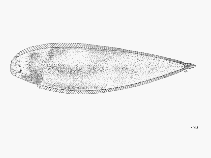 To FishBase images (<i>Cynoglossus browni</i>, by FAO)