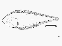 To FishBase images (<i>Cynoglossus carpenteri</i>, by FAO)