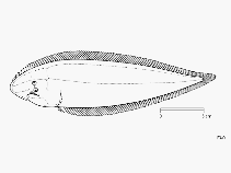 To FishBase images (<i>Cynoglossus dubius</i>, by FAO)