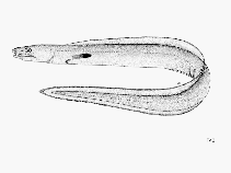 Image of Cynoponticus ferox (Guinean pike conger)