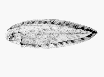 To FishBase images (<i>Cynoglossus gilchristi</i>, by SFSA)