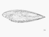 To FishBase images (<i>Cynoglossus monodi</i>, by FAO)
