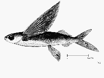 To FishBase images (<i>Cypselurus naresii</i>, by FAO)