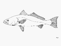 To FishBase images (<i>Cynoscion othonopterum</i>, by FAO)