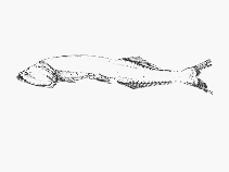 To FishBase images (<i>Cyclothone pallida</i>, by SFSA)