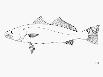 To FishBase images (<i>Cynoscion parvipinnis</i>, by FAO)