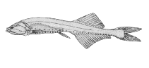 To FishBase images (<i>Cyclothone pseudopallida</i>, Canada, by Canadian Museum of Nature, Ottawa, Canada)