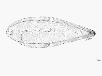 To FishBase images (<i>Cynoglossus semifasciatus</i>, Sri Lanka, by FAO)