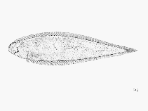 To FishBase images (<i>Cynoglossus senegalensis</i>, by FAO)