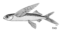 To FishBase images (<i>Cypselurus simus</i>, by FAO)