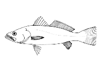 To FishBase images (<i>Cynoscion striatus</i>, Brazil, by Menezes, N.A./Figueiredo, J.L.)