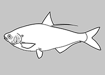 Image of Lile nigrofasciata (Blackstripe herring)