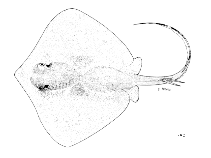 To FishBase images (<i>Dasyatis annotata</i>, by FAO)