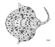 To FishBase images (<i>Dactylobatus armatus</i>, by FAO)