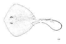 To FishBase images (<i>Dasyatis fluviorum</i>, by FAO)