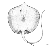 Image of Fontitrygon margarita (Daisy stingray)