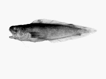 To FishBase images (<i>Dannevigia tusca</i>, by CSIRO)