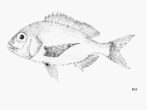 To FishBase images (<i>Dentex angolensis</i>, by FAO)