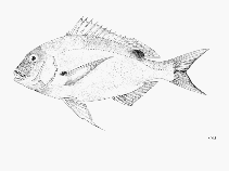 To FishBase images (<i>Dentex canariensis</i>, by FAO)