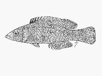 To FishBase images (<i>Decodon grandisquamis</i>, Mozambique, by SFSA)