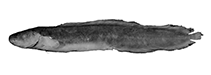 To FishBase images (<i>Dipulus multiradiatus</i>, Australia, by P.R. Møller & W. Schwarzhans)