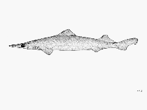 To FishBase images (<i>Deania quadrispinosa</i>, by FAO)