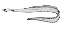 To FishBase images (<i>Derichthys serpentinus</i>, Canada, by Canadian Museum of Nature, Ottawa, Canada)