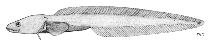 To FishBase images (<i>Dieidolycus adocetus</i>, by FAO)