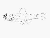 To FishBase images (<i>Diaphus aliciae</i>, by SFSA)