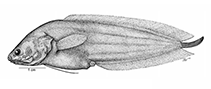 To FishBase images (<i>Diancistrus altidorsalis</i>, Malaysia, by W. Schwarzhans et al.)