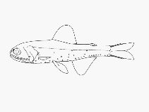 To FishBase images (<i>Diaphus antonbruuni</i>, by SFSA)