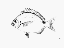 To FishBase images (<i>Diplodus argenteus caudimacula</i>, by FAO)