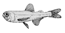 To FishBase images (<i>Diogenichthys atlanticus</i>, Canada, by Canadian Museum of Nature, Ottawa, Canada)