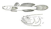 To FishBase images (<i>Didogobius bentuvii</i>, by Miller, P.J.)