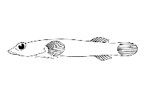 To FishBase images (<i>Diplecogaster bimaculata pectoralis</i>, Cape Verde, by Reiner, F.)
