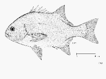 To FishBase images (<i>Coracinus capensis</i>, by FAO)