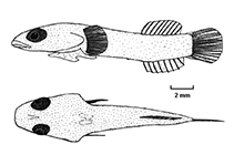To FishBase images (<i>Diplecogaster ctenocrypta</i>, Canary Is., by Fricke, R.)