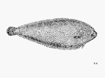 To FishBase images (<i>Dicologoglossa cuneata</i>, by FAO)